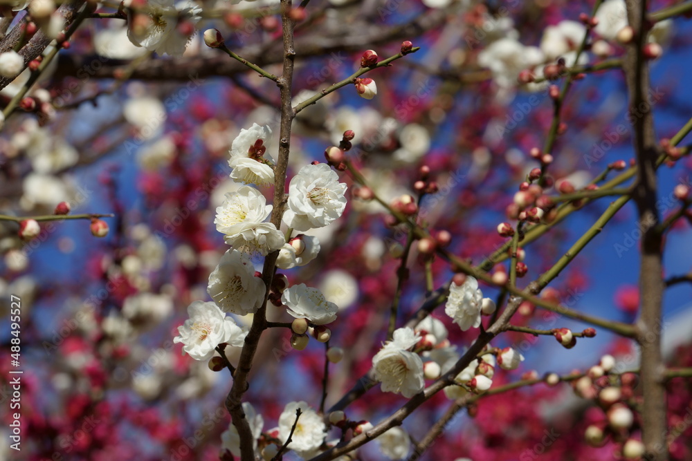 紅梅の花を背景に早春の白い梅の花が咲く

