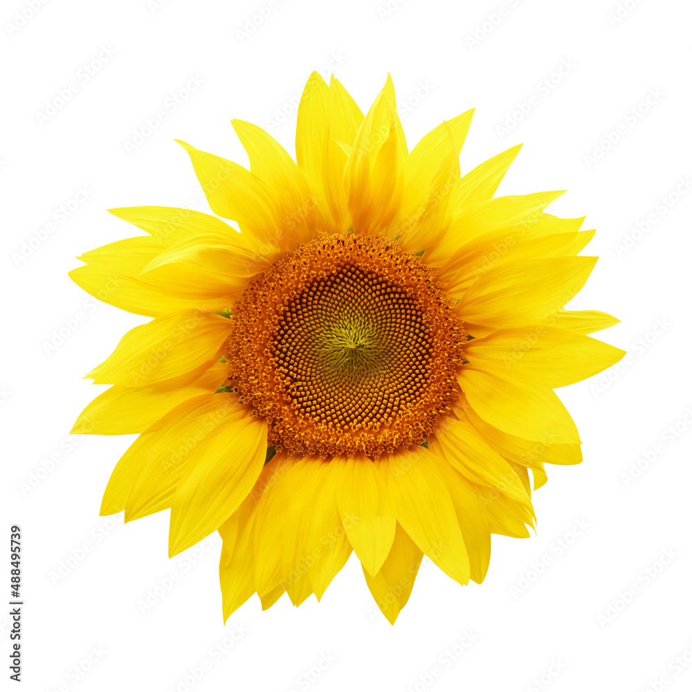 Yellow summer sunflower isolated on white background Yellow summer sunflower isolated on white background