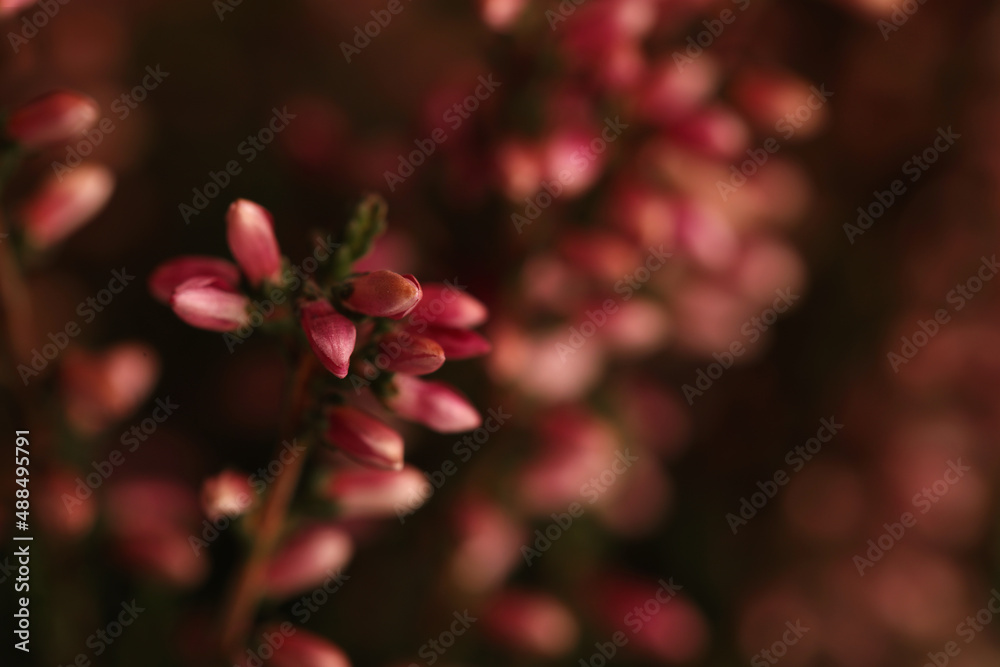 Heather twig with beautiful flowers on blurred background, closeup Heather twig with beautiful flowers on blurred background, closeup