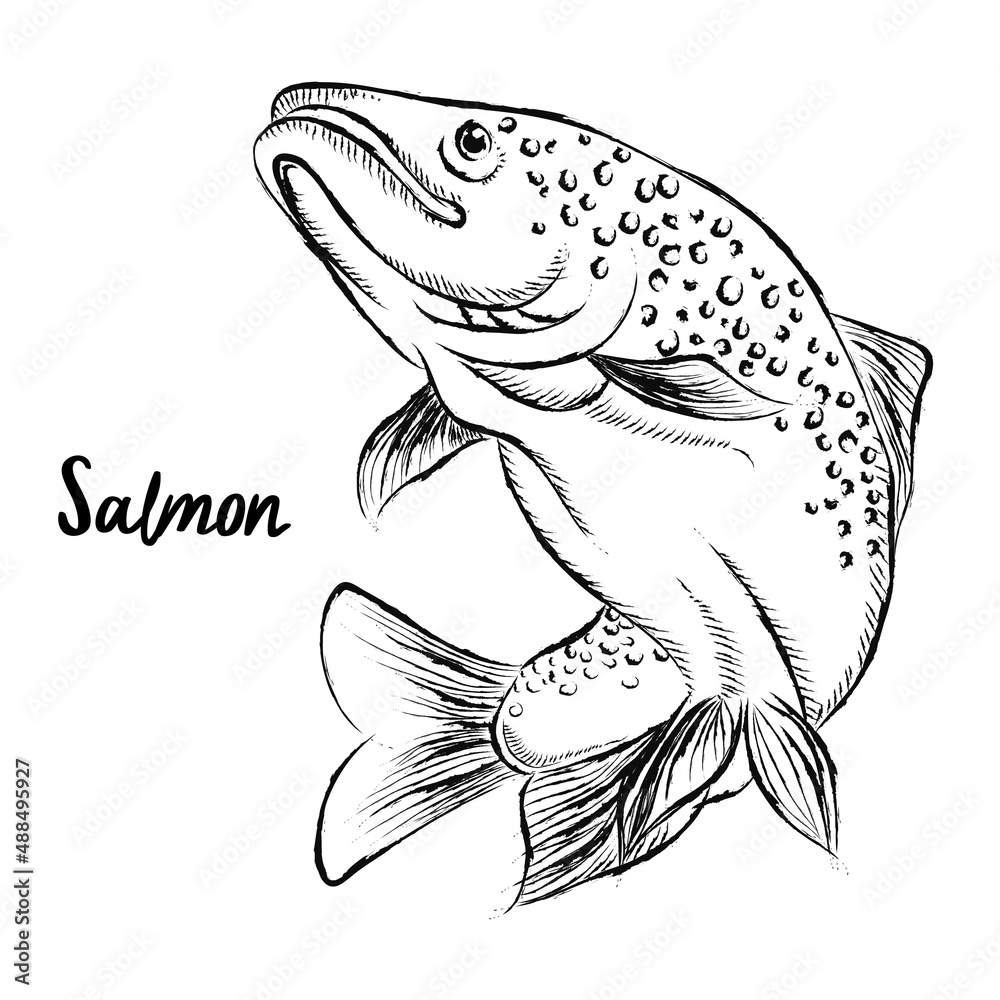 Naklejka premium Sketch of fish. Salmon, trout. Hand drawn illustration. Vector. Isolated