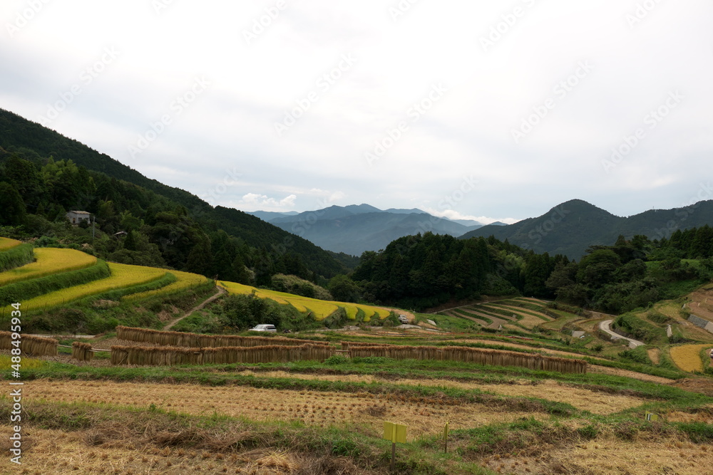 Fototapeta premium 棚田の稲刈りの風景