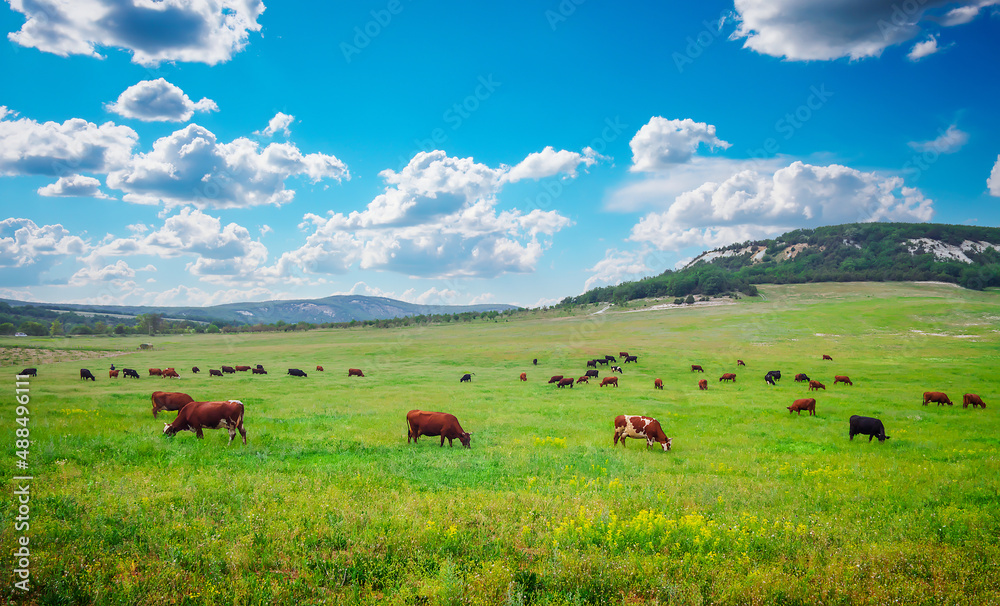 Cows on green meadow. Composition of nature Cows on green meadow. Composition of nature