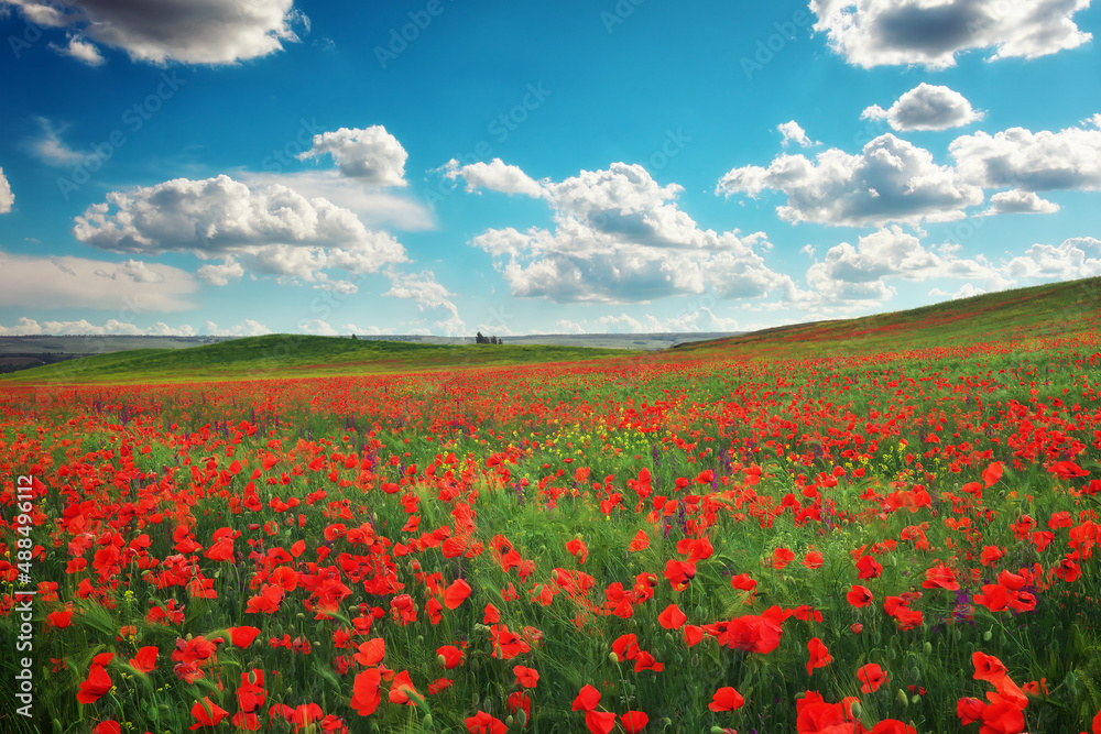 Poppy field in spring and cloudy sky. Flowering spring poppies among the wheat field. Beautiful nature.
