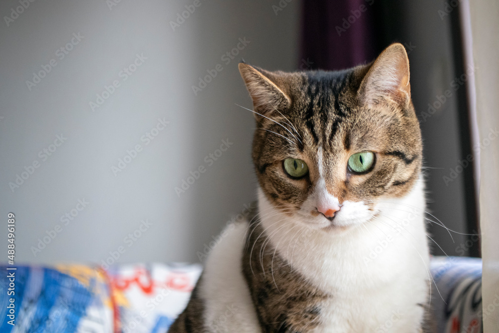 Obraz premium tabby domestic cats. in the home environment.