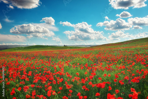 Poppy field in spring and cloudy sky. Flowering spring poppies among the wheat field. Beautiful nature.