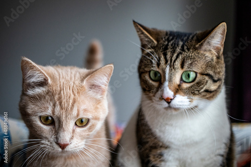 tabby domestic cats. in the home environment. © Hatice