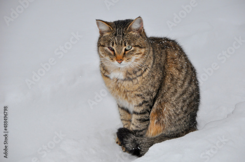 street tabby cat is sitting on clean snow. the cat doesn't have one eye.