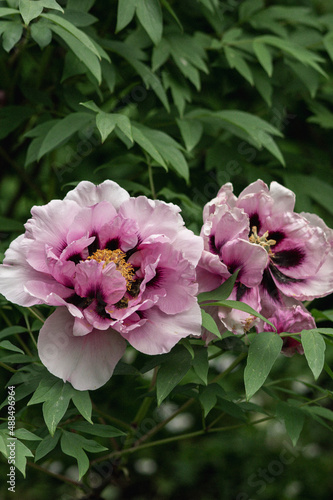 Pink tree peonies in the botanical garden 