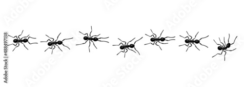 Worker ants trail line flat style design vector illustration isolated on white background. Top view of ants bug road trail marching in the line row. Pest control or insect searching concept. © Konstantin