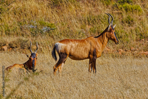 Two Red Hartebeests in grassland photo