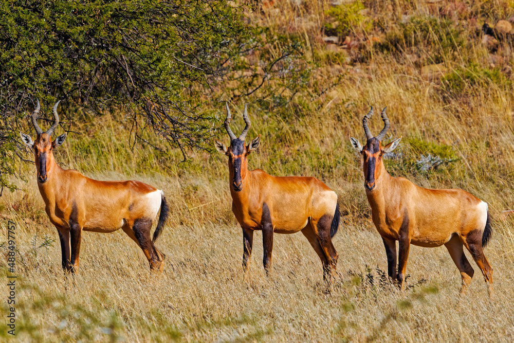 Three Red Hartebeest standing in a row