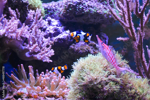 Reef tank, marine aquarium. Blue aquarium full of fishes and plants. Tank filled with water for keeping live underwater animals. Gorgonaria, Clavularia. Zoanthus. Zebra apogon. Zebrasoma. Percula. photo