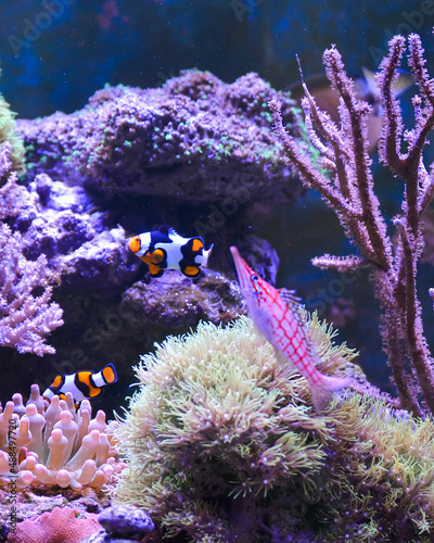 Reef tank, marine aquarium. Blue aquarium full of fishes and plants. Tank filled with water for keeping live underwater animals. Gorgonaria, Clavularia. Zoanthus. Zebra apogon. Zebrasoma. Percula.