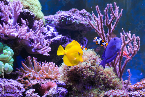 Reef tank, marine aquarium. Blue aquarium full of fishes and plants. Tank filled with water for keeping live underwater animals. Gorgonaria, Clavularia. Zoanthus. Zebra apogon. Zebrasoma. Percula.