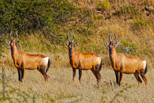 Three Red Hartebeest standing in a row photo