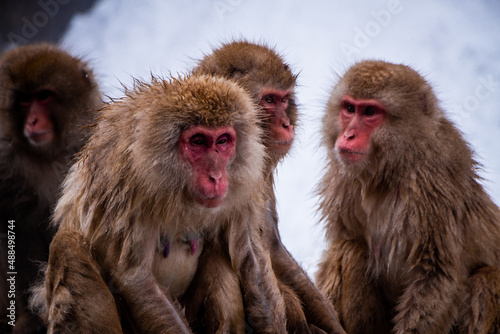 Snow Monkeys Soak in Hotsprings © Leo