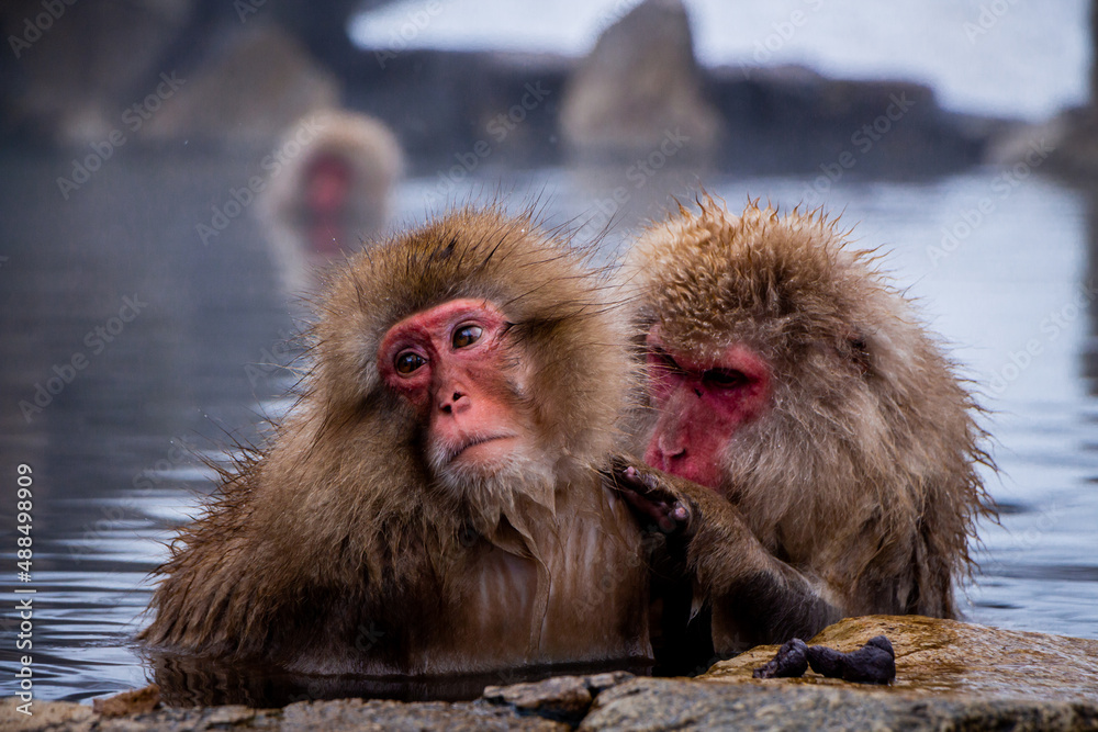 Naklejka premium Snow Monkeys Soak in Hotsprings