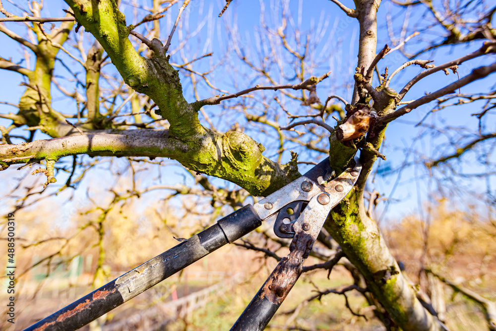 Fototapeta premium Blade of long shears as pruning fruit trees in the orchard