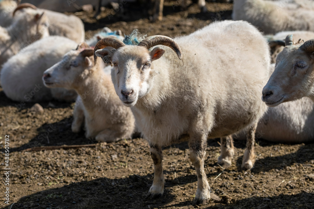 Fototapeta premium Sheep breeding in Iceland