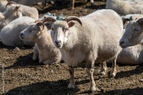 Sheep breeding in Iceland photo
