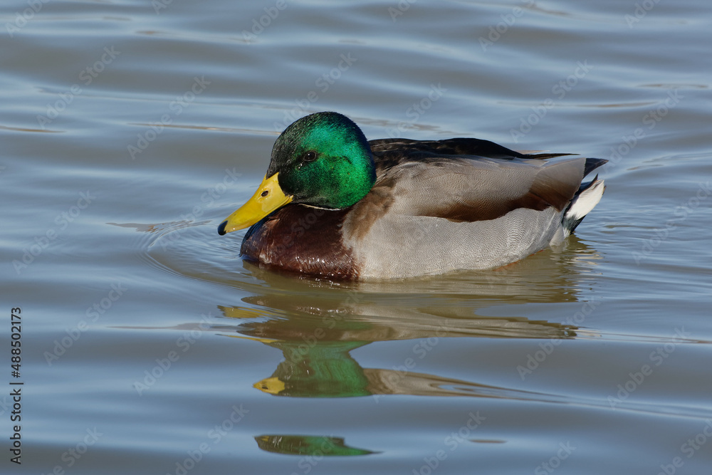 Male Mallard (Anas platyrhynchos) Male Mallard (Anas platyrhynchos)