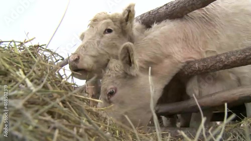 White cows eat grass forage at a ranch farm in winter.