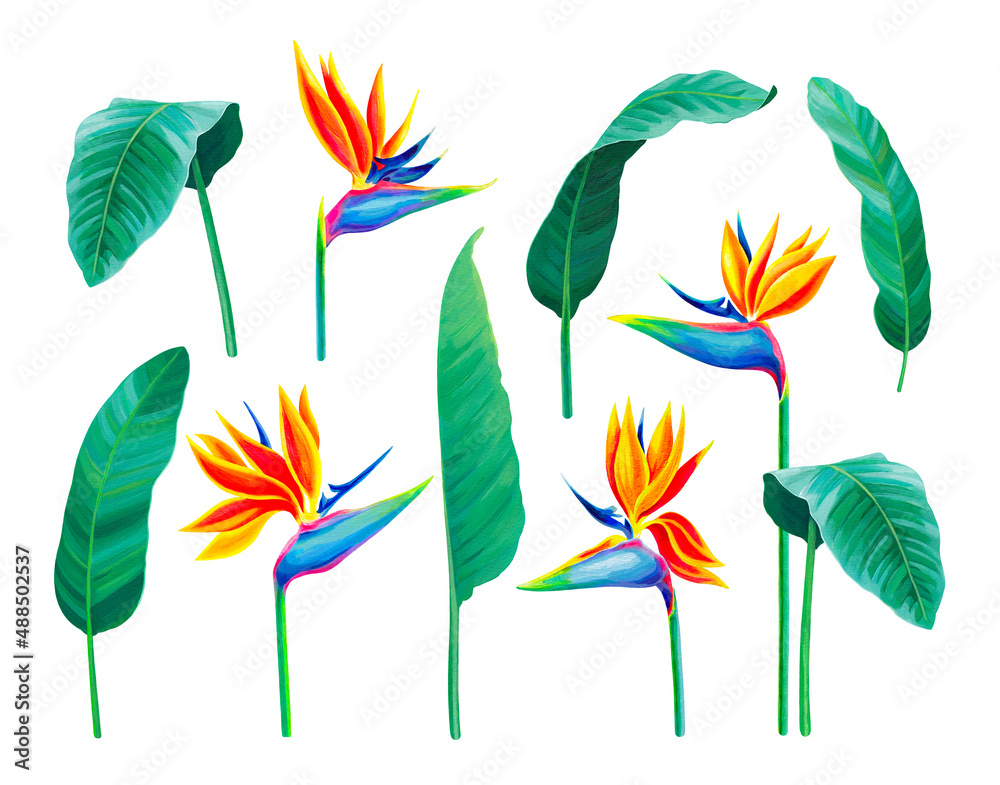 Obraz premium Hand painted illustration of Sterlitzia flower. Acrylic bird of paradise flower. Perfect for invitations, greeting cards, posters, postcards, and other printed goods