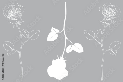 Drei weiße Rosen auf grauem Hintergrund