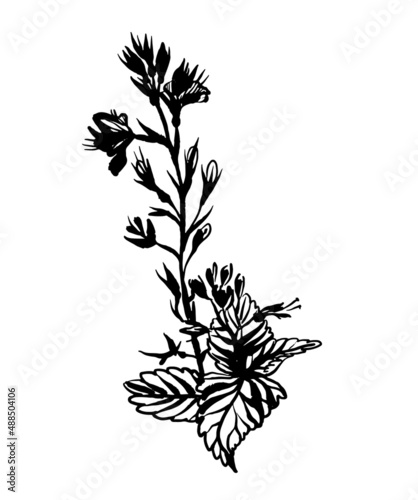 drawing picture of flowering field plant in summer, isolate on white background, sketch, hand drawn digital vector illustration