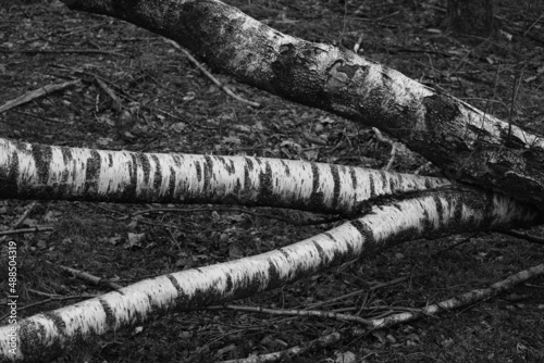 Birken Stamm mit liegenden Ästen und nach einer Rodung, Betula pendula photo