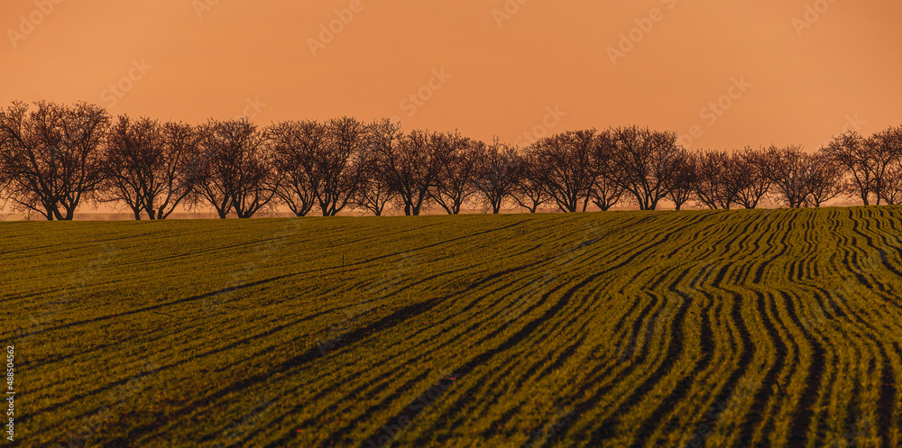 Agricultural plantation during sunset in spring. A row of trees at the skyline.