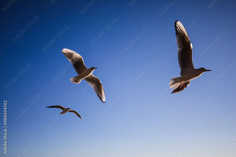 Fototapeta premium Three seagulls soar on the blue in morning sunlight