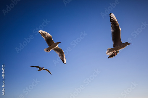 Three seagulls soar on the blue in morning sunlight