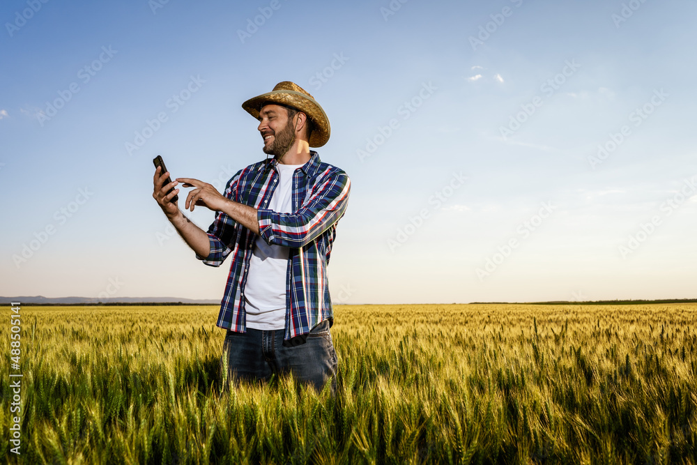 Farmer is standing in his growing wheat field. He is examining crops after successful sowing.