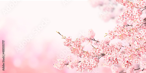 Horizontal banner with sakura flowers of pink color on sunny backdrop