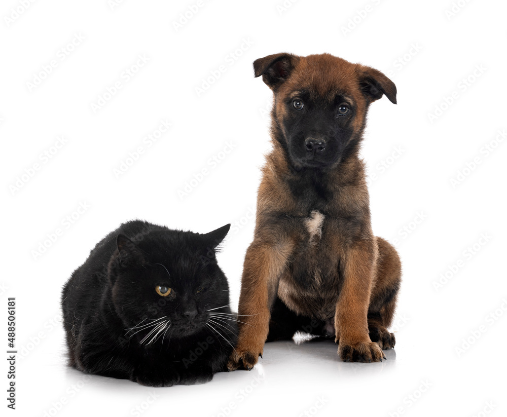 puppy malinois and cat in studio