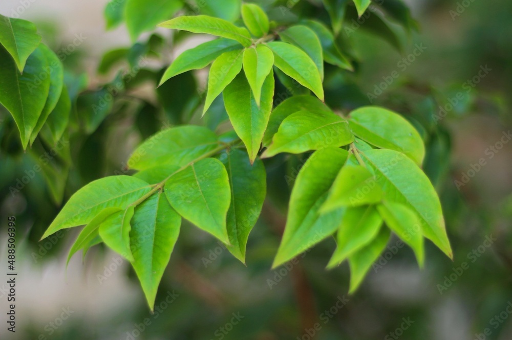 Jabuticabeira leaves from the backyard