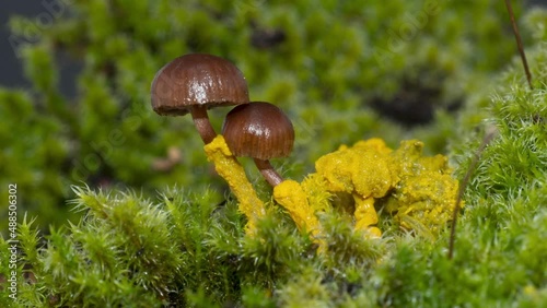 Schleimpilz Plasmodium (Physarum polycephalum) photo