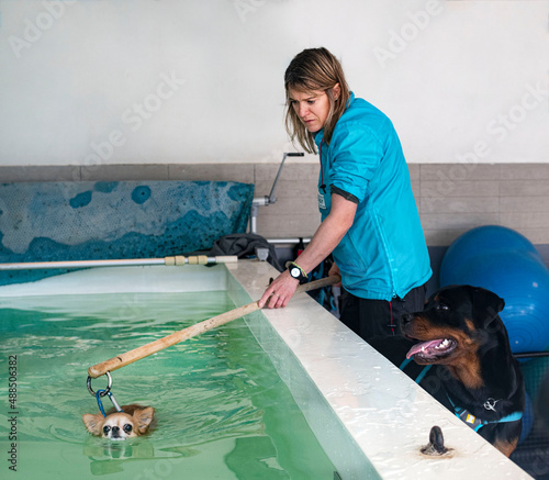 Фотография chihuahua and hydrotherapy