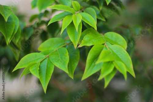 Jabuticabeira leaves from the backyard