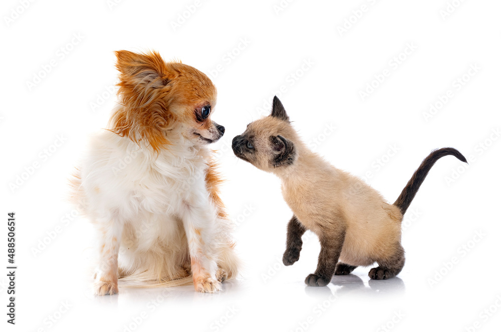 Obraz premium chihuahua and kitten