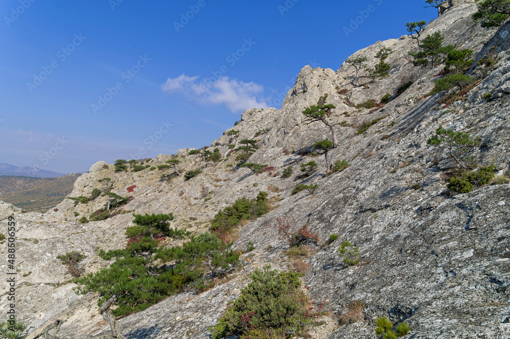 Relic pines on a steep mountainside. Relic pines on a steep mountainside.