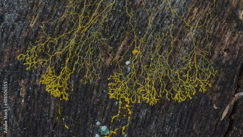 Schleimpilz Plasmodium (Physarum polycephalum) photo