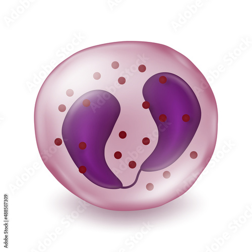 Eosinophil. Type of white blood cell. Medical education.