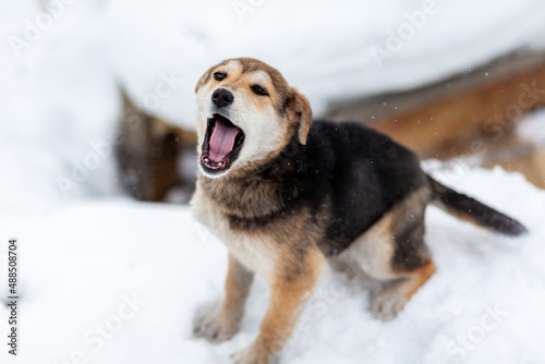 A stray dog in winter. A portrait of large mixed-breed stray dog Sheepdog off to the side against a winter white background. Copy space. The dog's eyes search for its owner. © Анатолий Савицкий