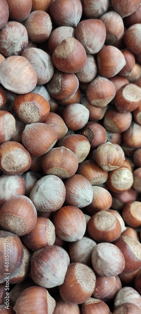 Hazelnut unpeeled in shell. roasted hazelnuts
