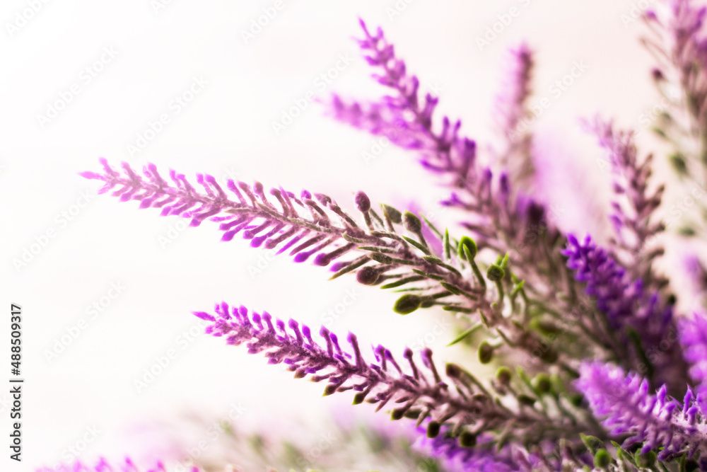 Mountain lavender, beautiful flowers very close