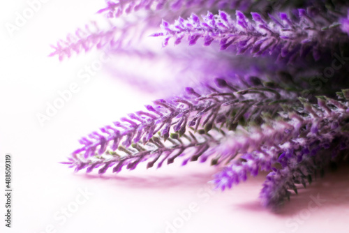 Mountain lavender  beautiful flowers very close