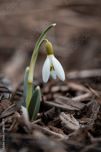 One Isolated snowdrop in the garden. White single Galanthus nivalis in close up detail photo . First spring lovely flower. 
 photo
