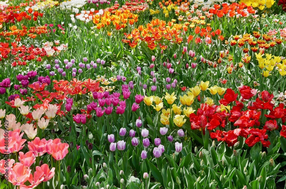 Colorful tulip field in spring, sea of flowers.
